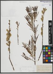 Foto von Salix viminalis L.